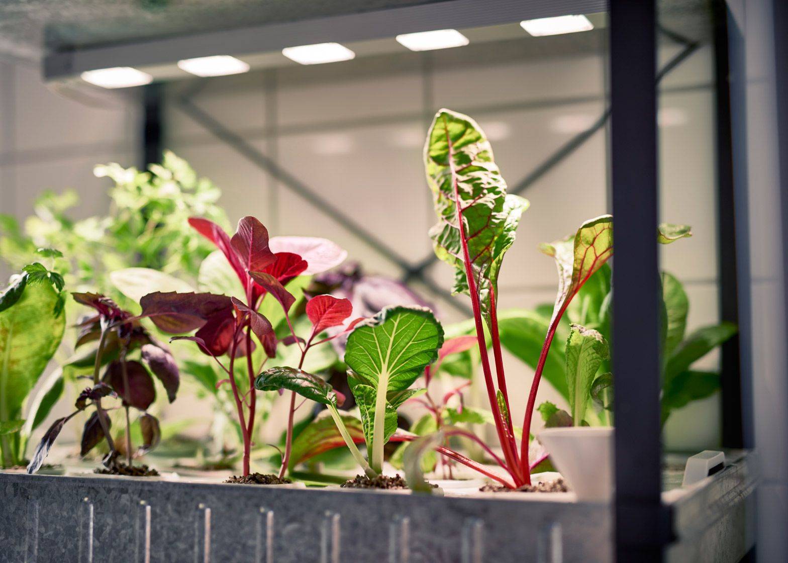 Their Very First Indoor Garden System