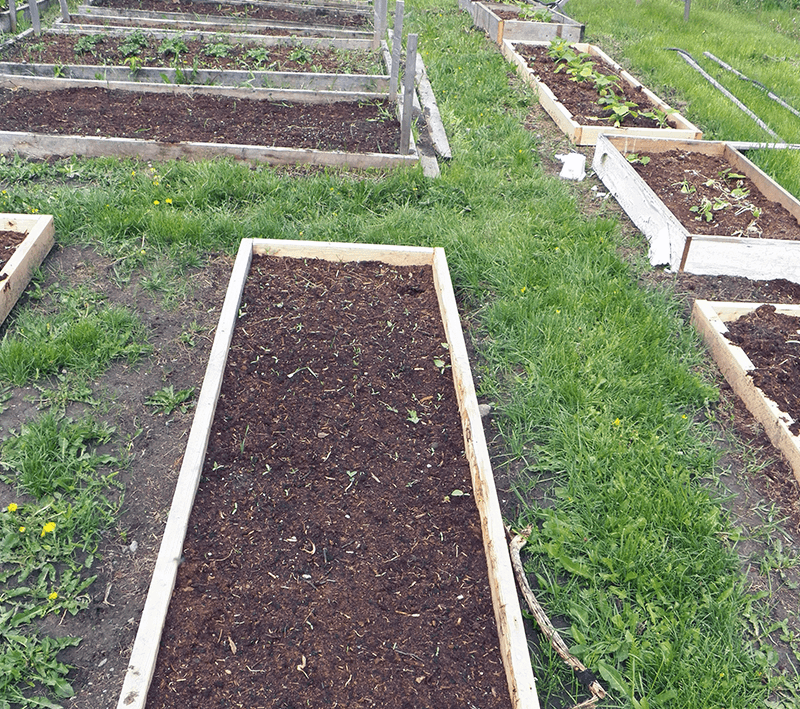 Favorite Garden Boxes Raised Design Ideas