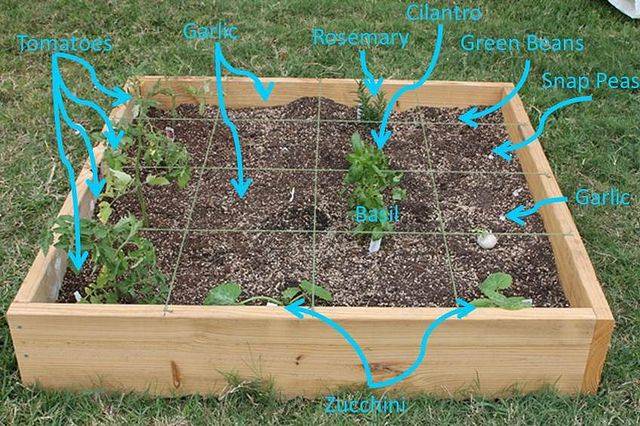 Square Foot Gardening Success