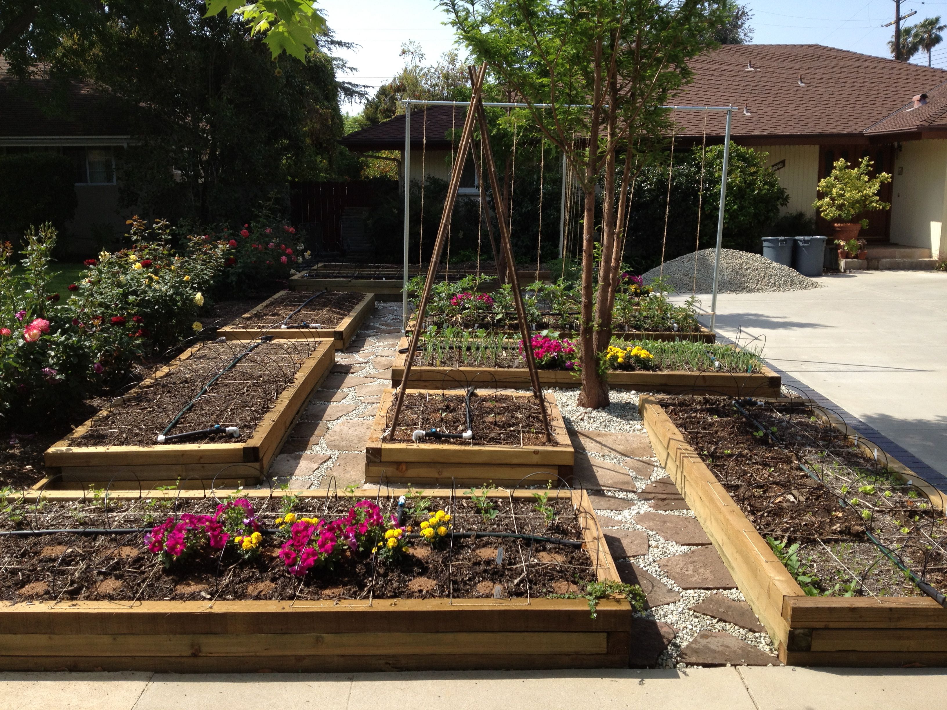 A Vegetable Garden