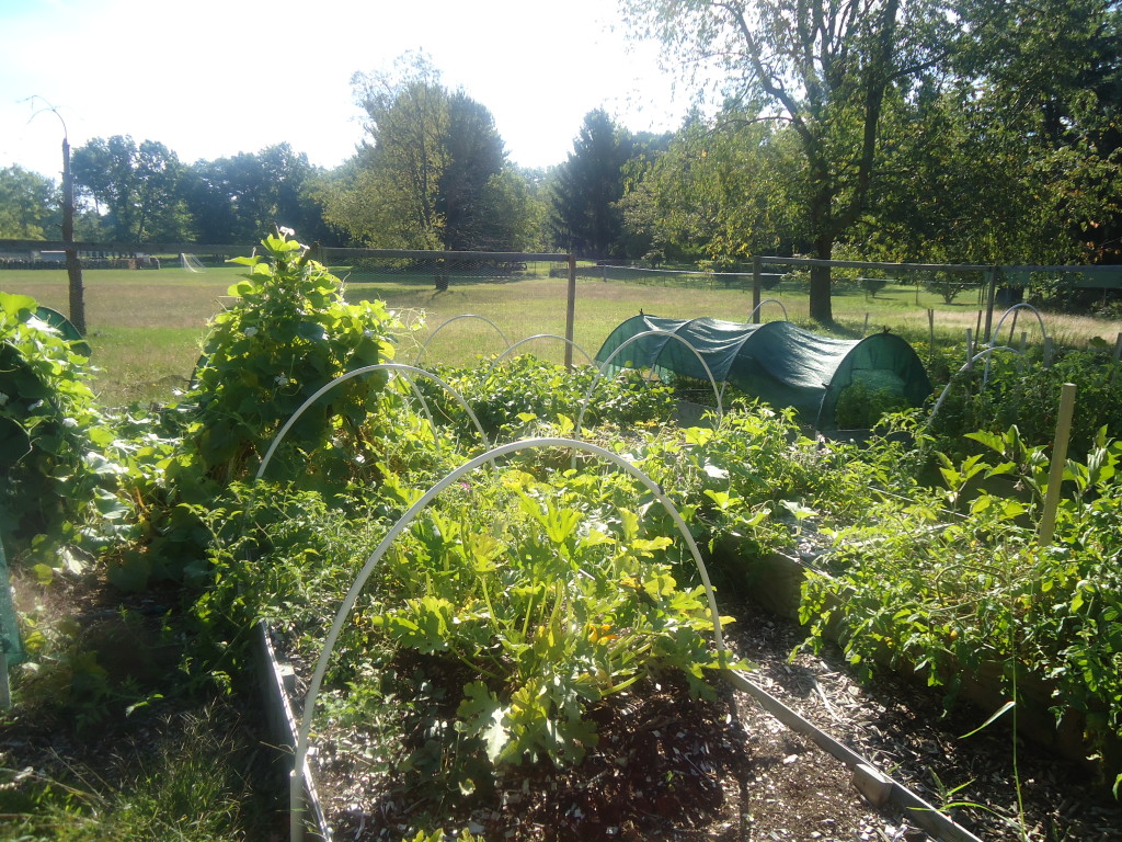 Square Foot Gardening Techniques