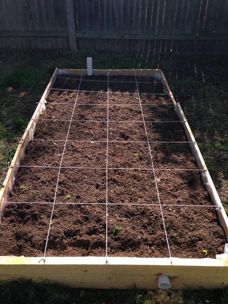 Square Foot Gardening Success
