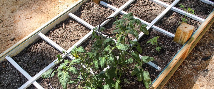 A Square Foot Garden