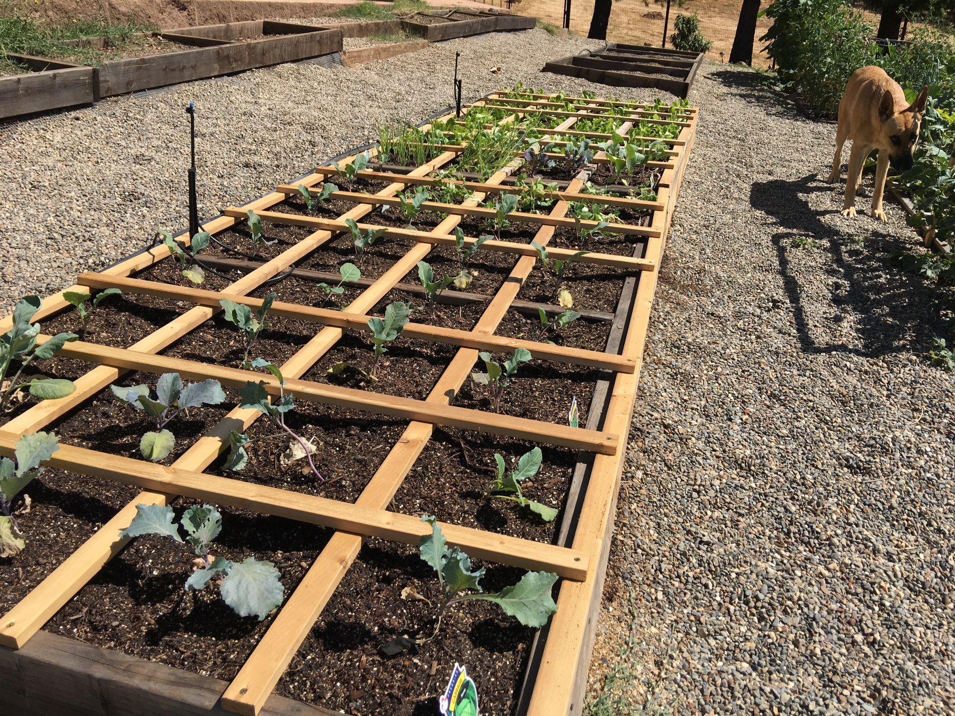 Square Foot Gardening Layout Spacing Guide