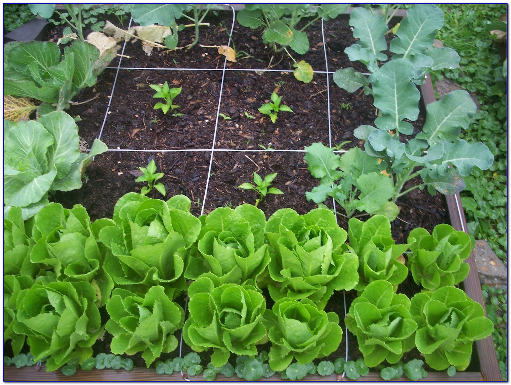 21 Square Foot Gardening Spacing Ideas You Should Check SharonSable