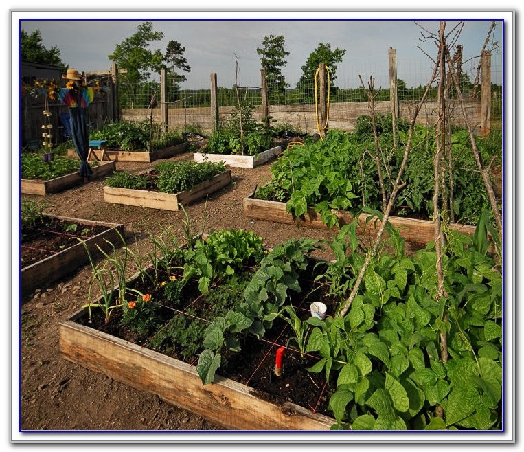 Square Foot Gardening Spacing Okra Garden