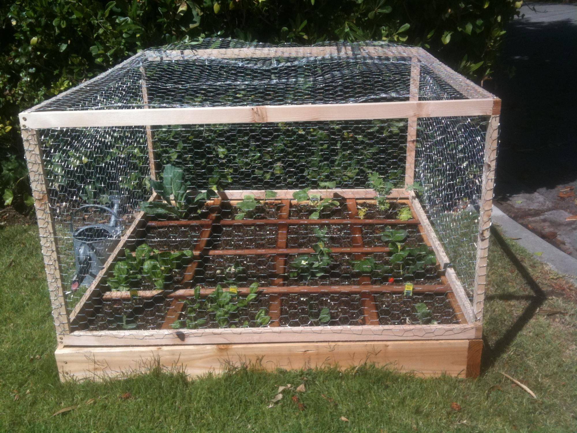 Chicken Wire Gardening