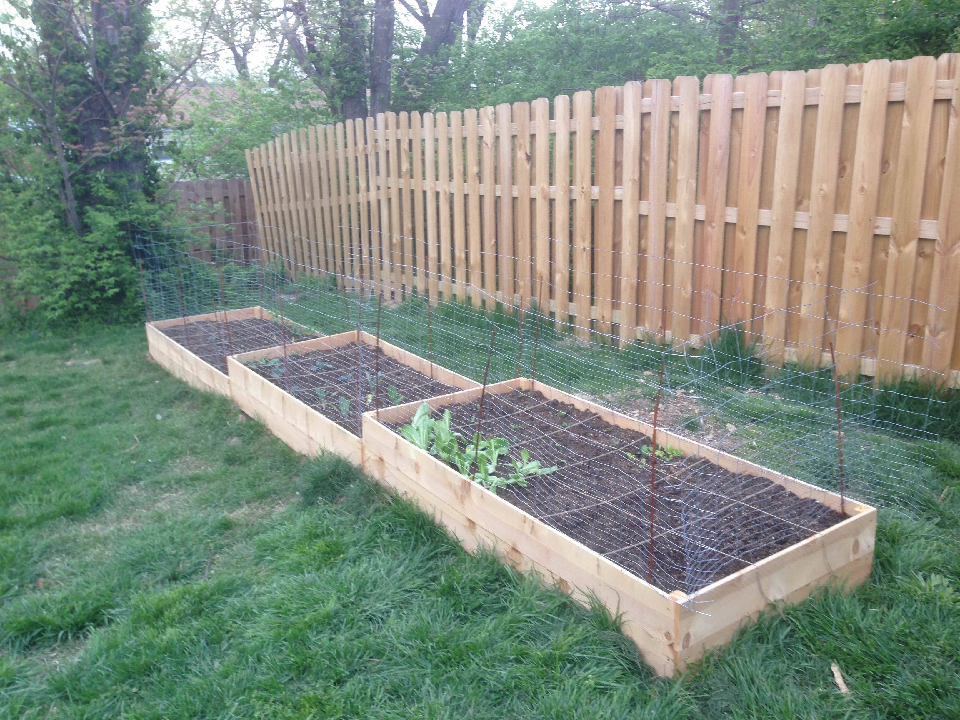 New Beans Gardener Year Trees