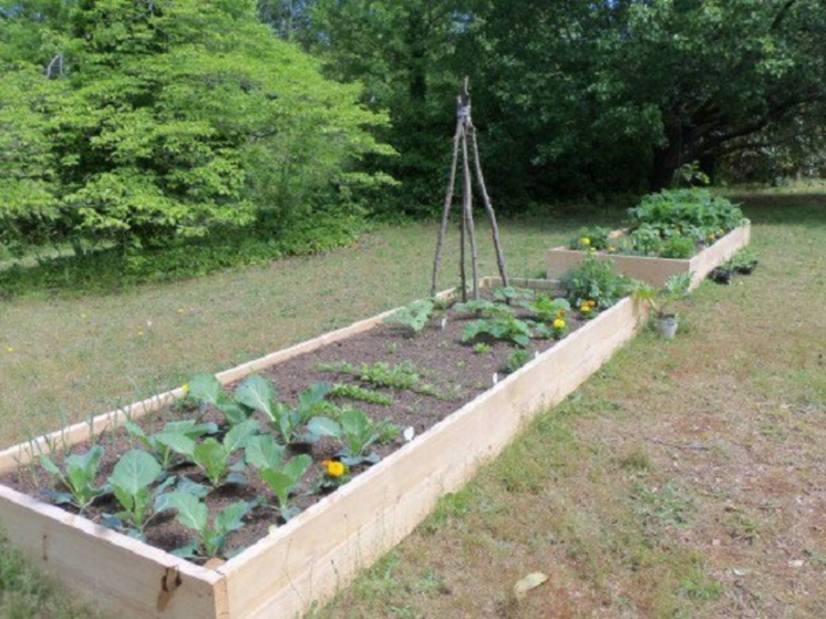 A Raised Garden Bed