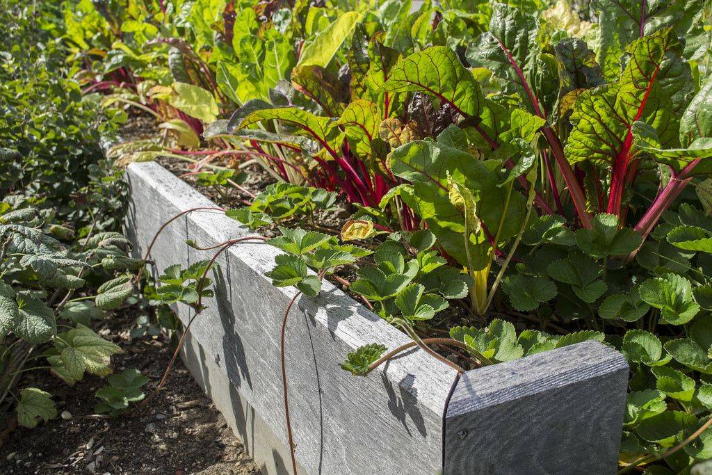 Lasagna Raised Garden Bed Garden Favorite