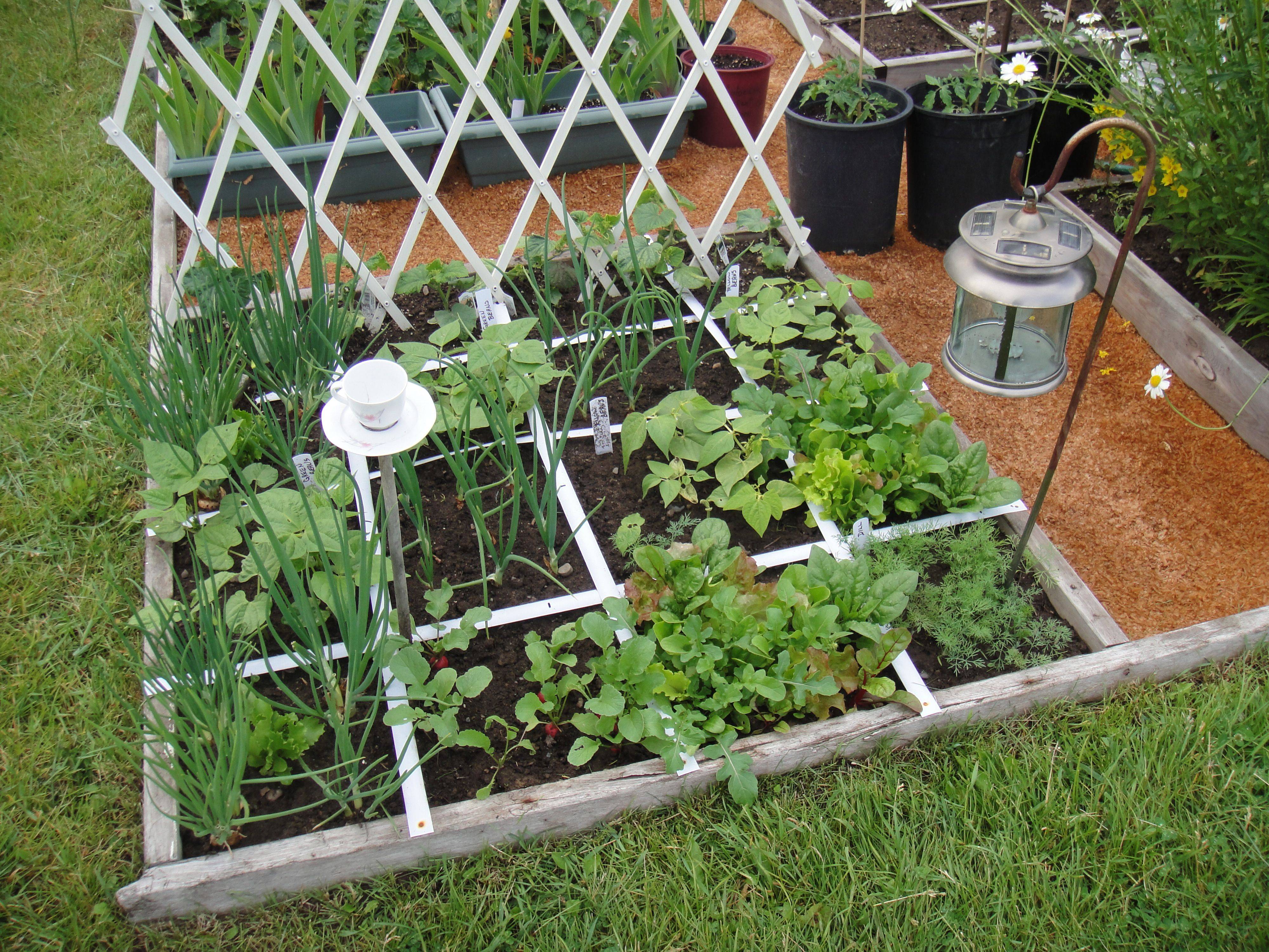 Square Foot Veggie Gardening