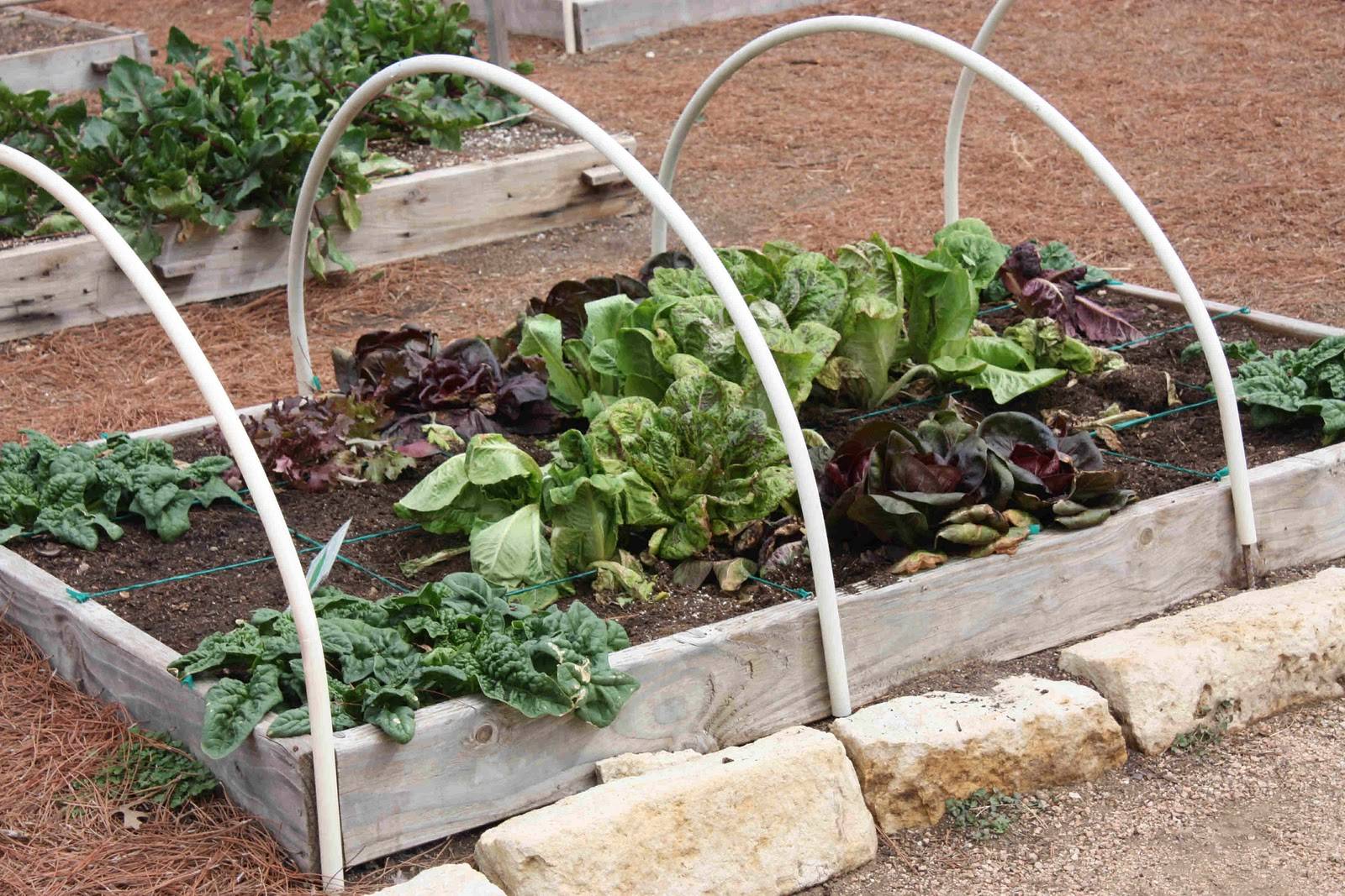 Square Foot Gardening Ideas