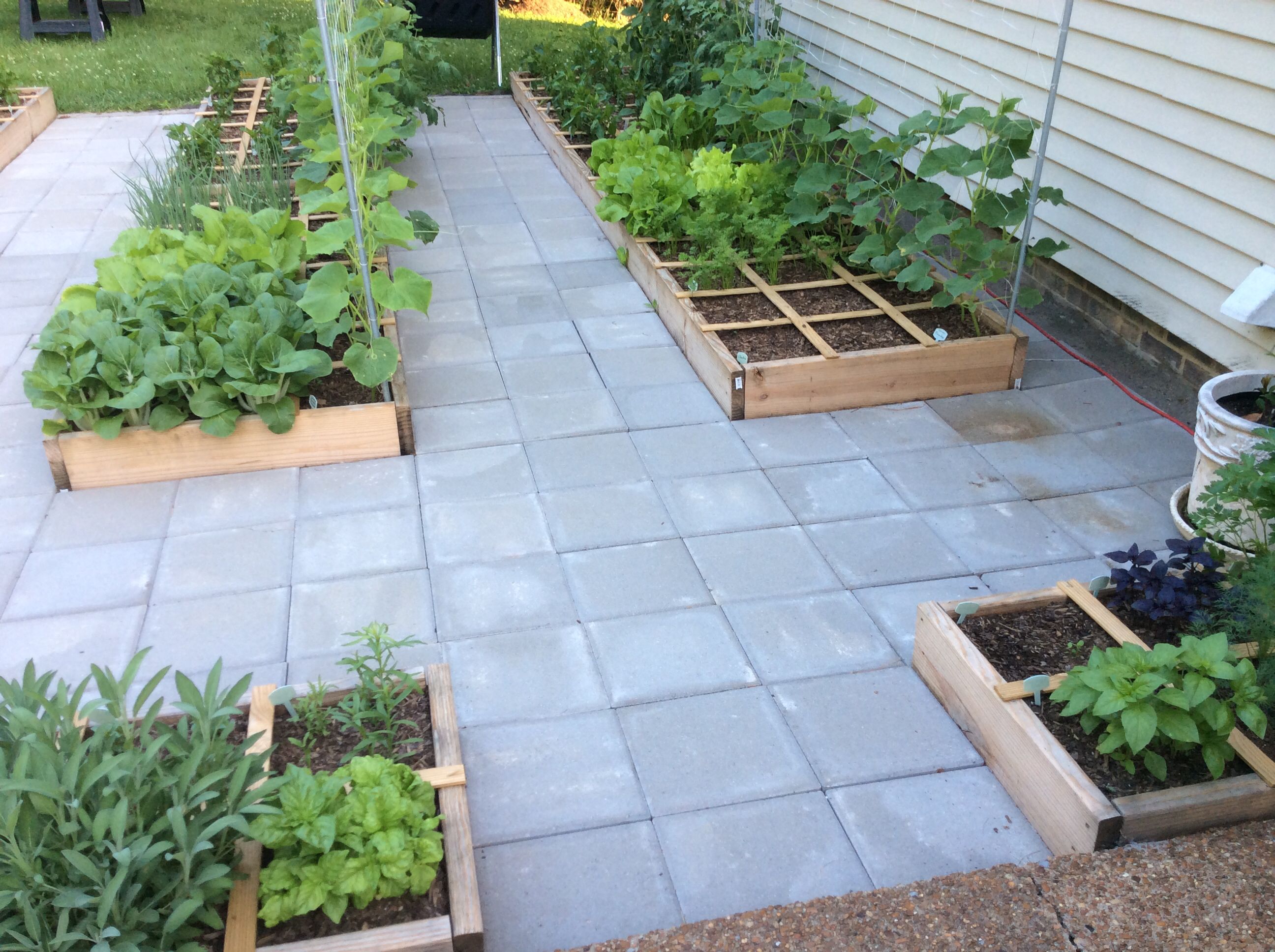 Square Foot Gardening Success