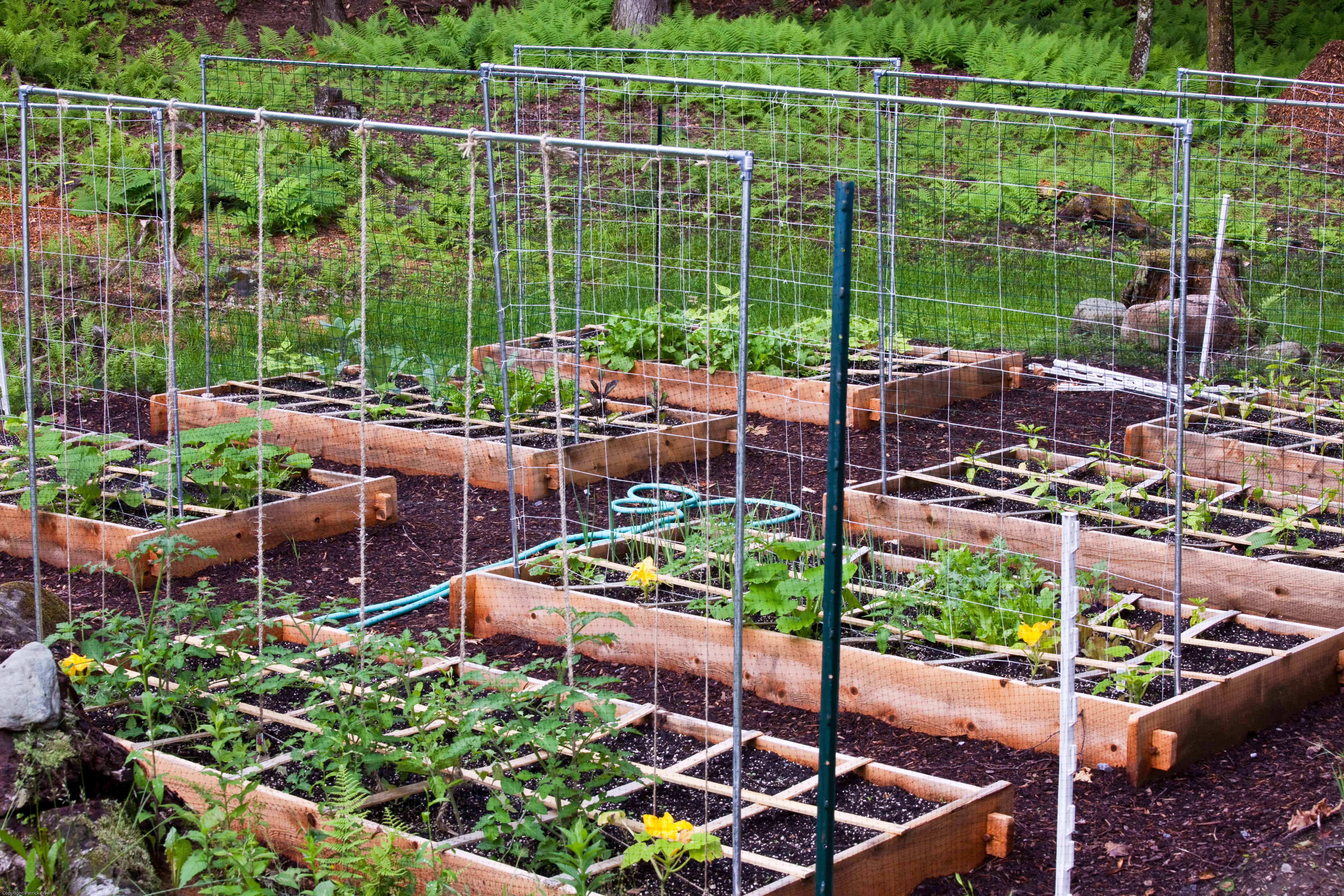 My Amazing Cinderblock Square Foot Garden Garden Garden Beds