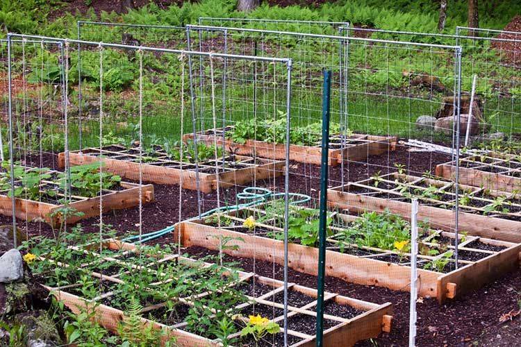 Grated Square Foot Garden Hinged Door Cage
