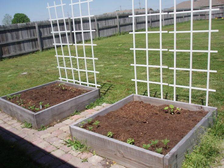 Two Cucumber Seedlings