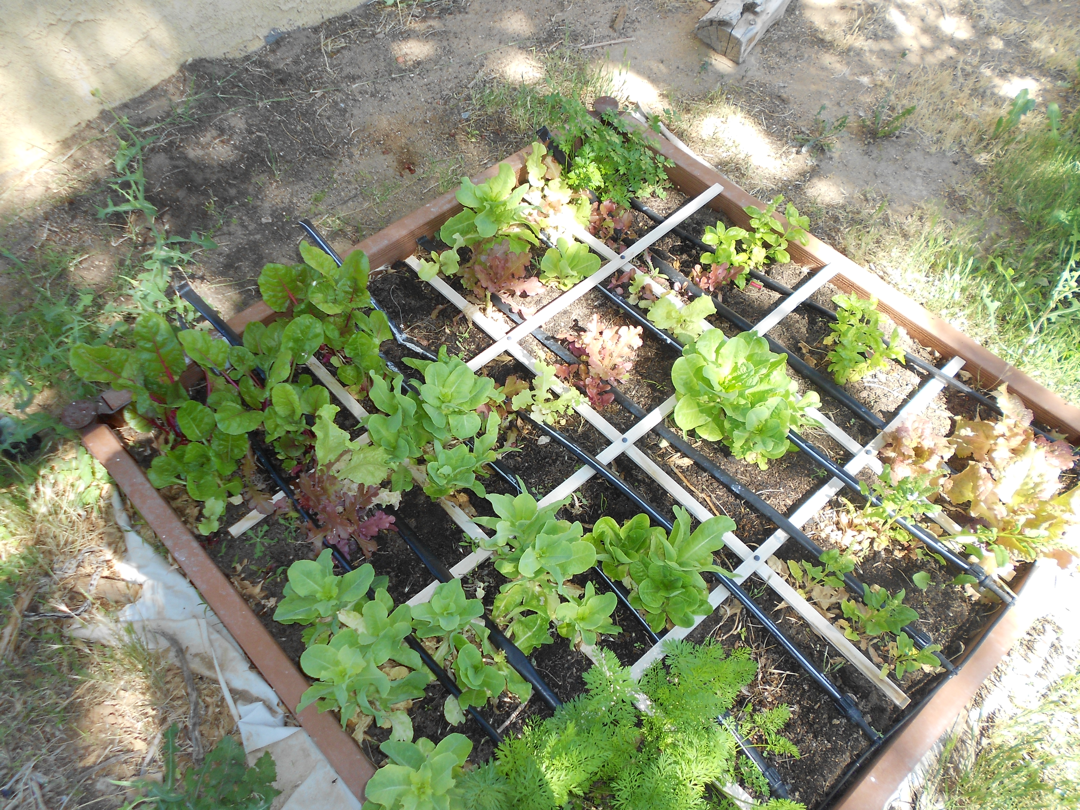 Square Foot Garden