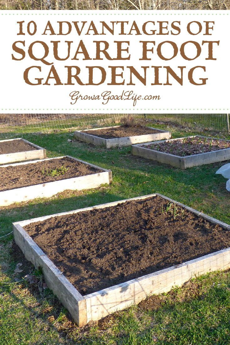 Square Foot Gardening Success