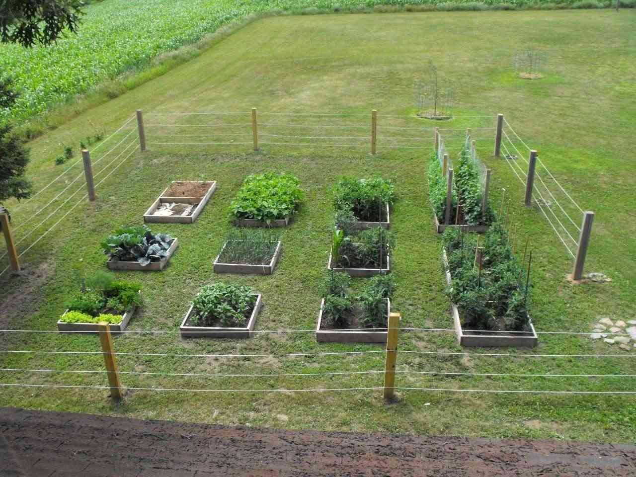 Square Foot Gardening Success