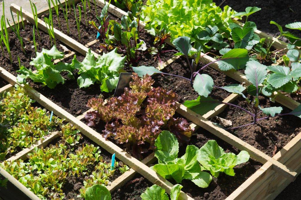 A Square Foot Vegetable Garden