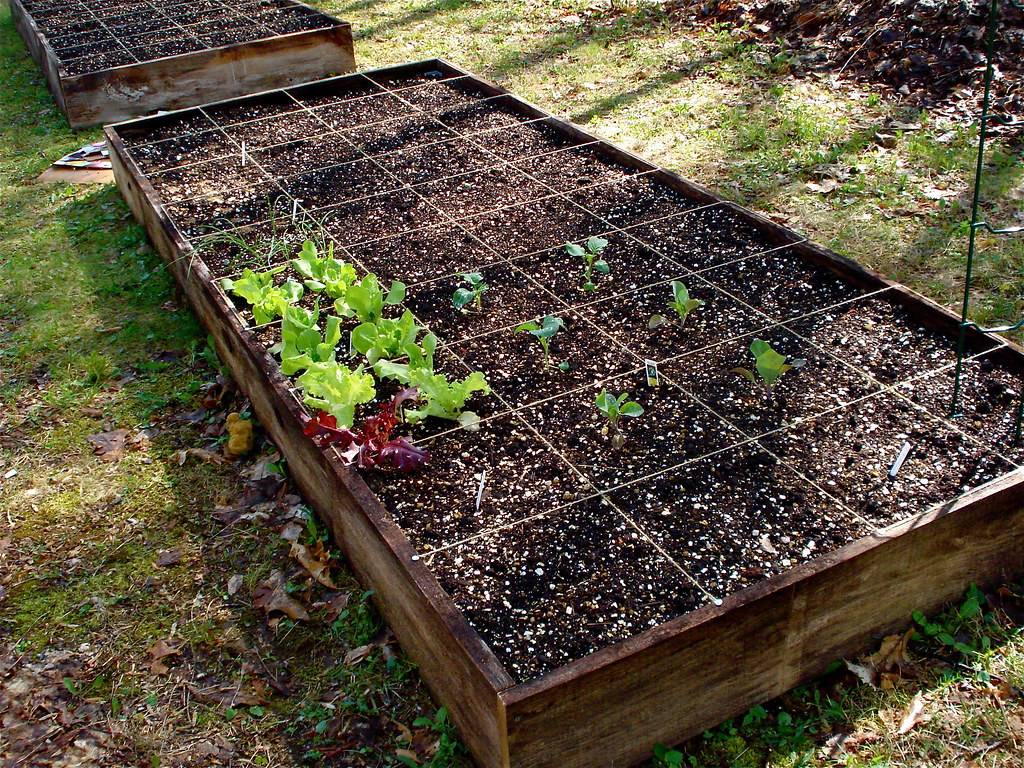 Spacing Method Tips Raised Garden
