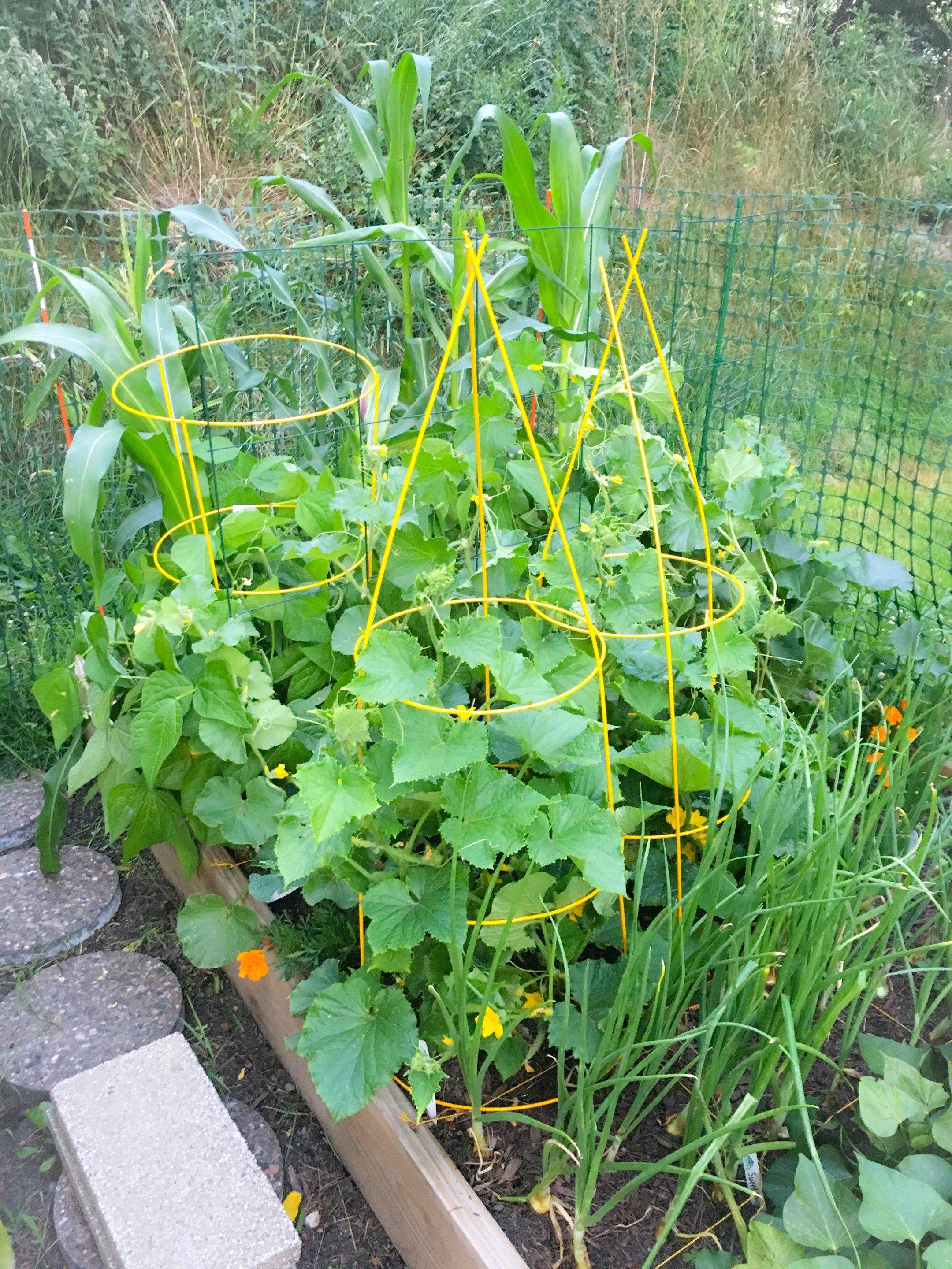 Square Foot Gardening Tips