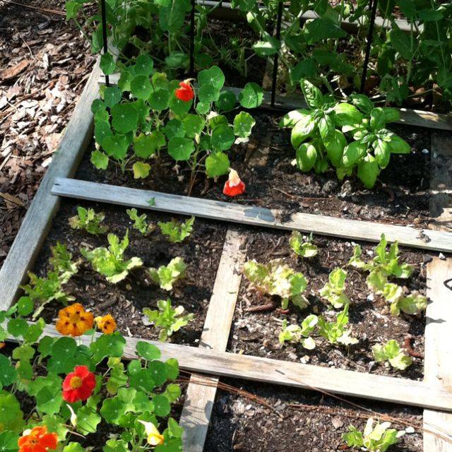Square Foot Gardening Tips