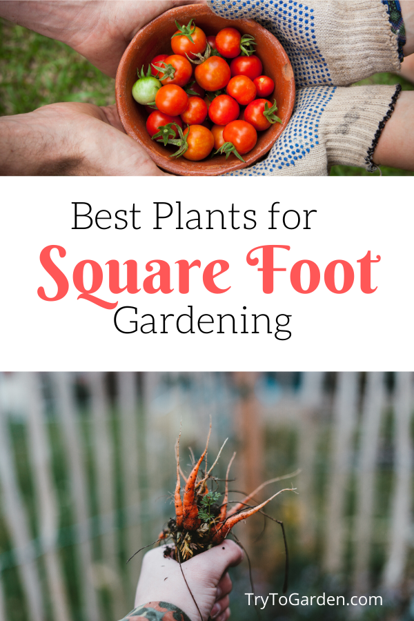 The Best Plants