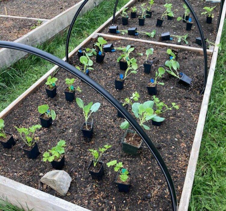 Square Foot Gardening The Kitchen Garten