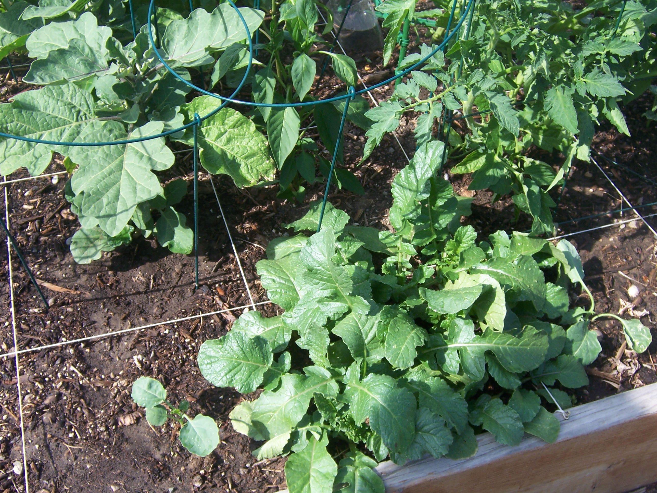 A Square Foot Garden