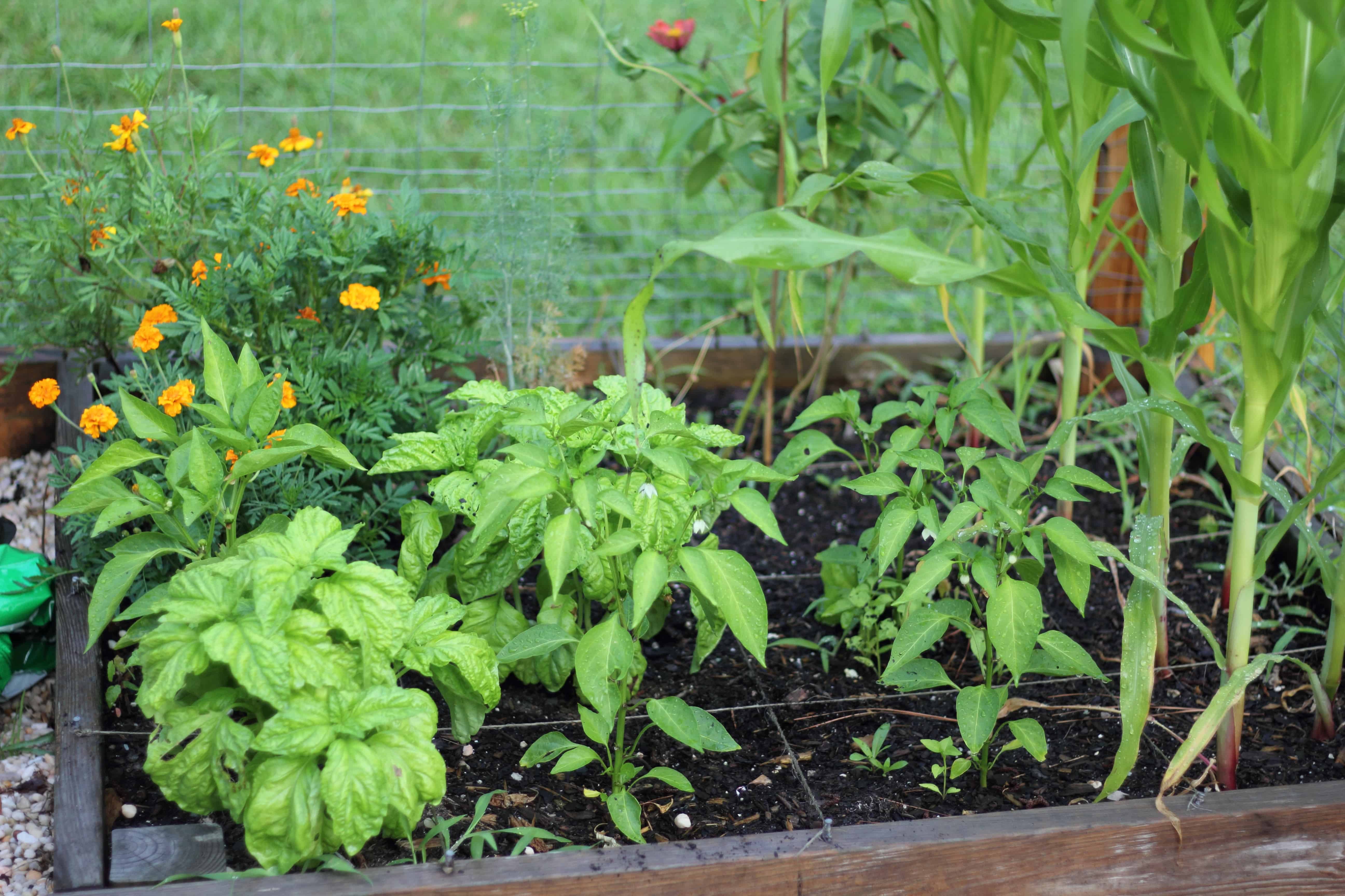 Plant Tend Grow My Square Foot Garden