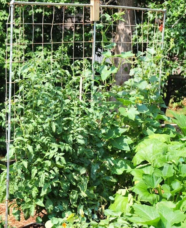 Square Foot Garden Pea Pods Community Garden Square Foot