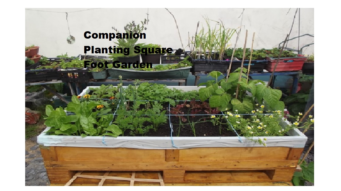 Square Foot Gardening Kit Garden Plant