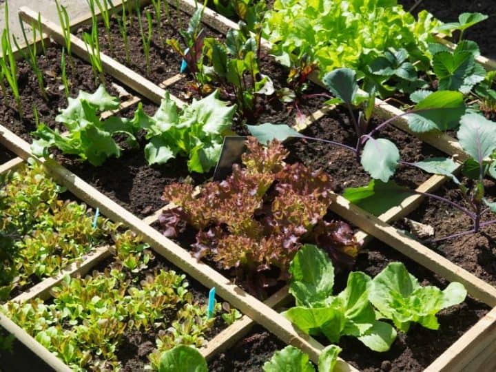 Sugar Baby Watermelon Trellis