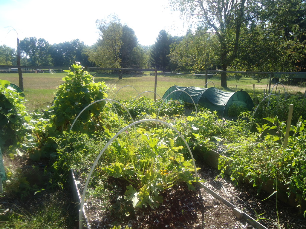 Square Foot Gardening Success