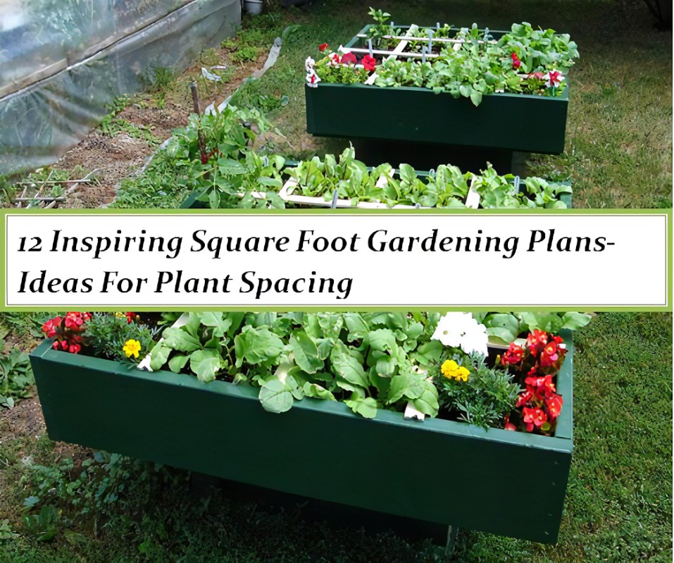 Vegetable Garden Layout