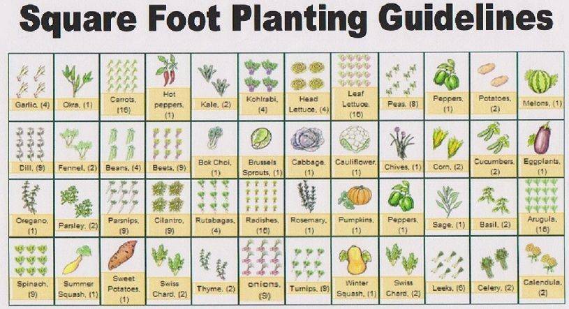 Square Foot Gardening Sample