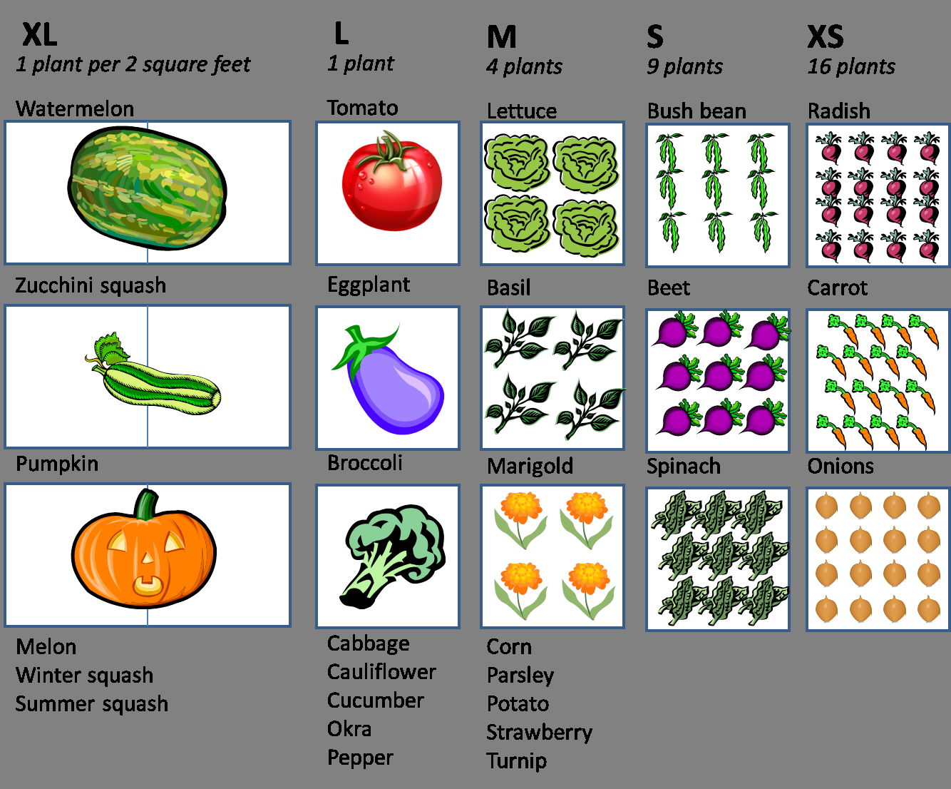 Vegetable Garden Layout