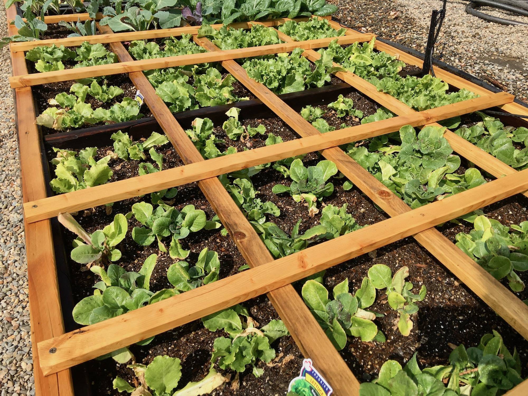 Square Foot Gardening Small Vegetable Gardens