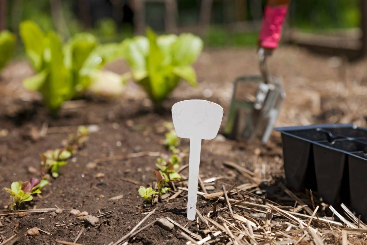 Square Foot Gardening