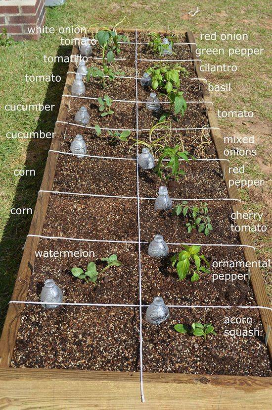 Companion Planting Square Foot Gardening Complete Guide Gardening