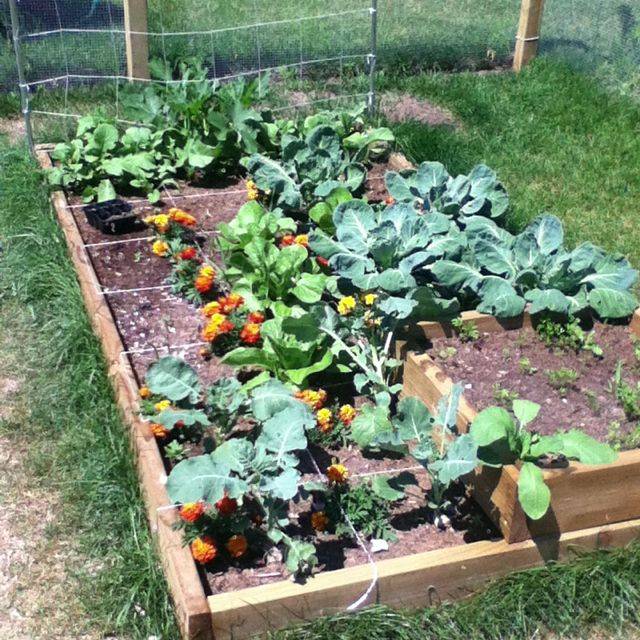 Download Square Foot Gardening And Companion Planting