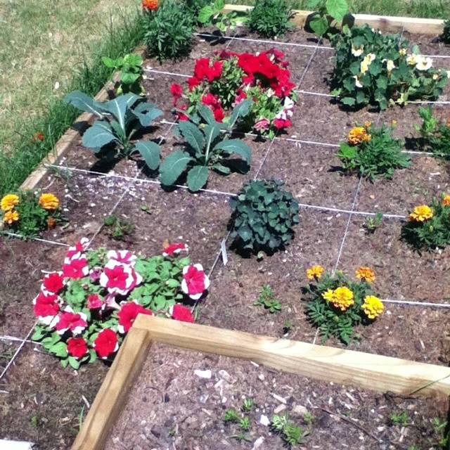 Square Foot Companion Planting