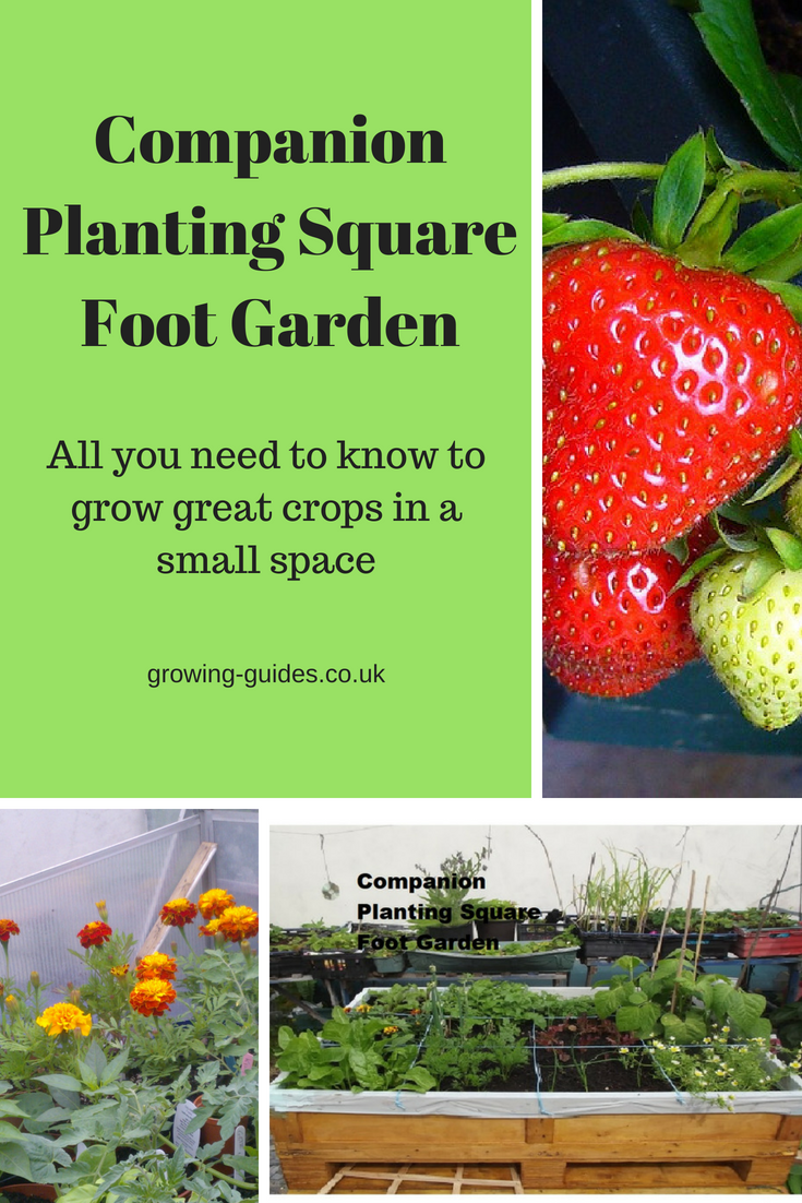 Square Foot Gardening Companion Planting Chart