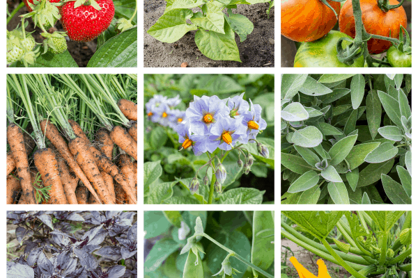 Square Foot Gardening Easy Square Foot Gardening Layout Panion Planting