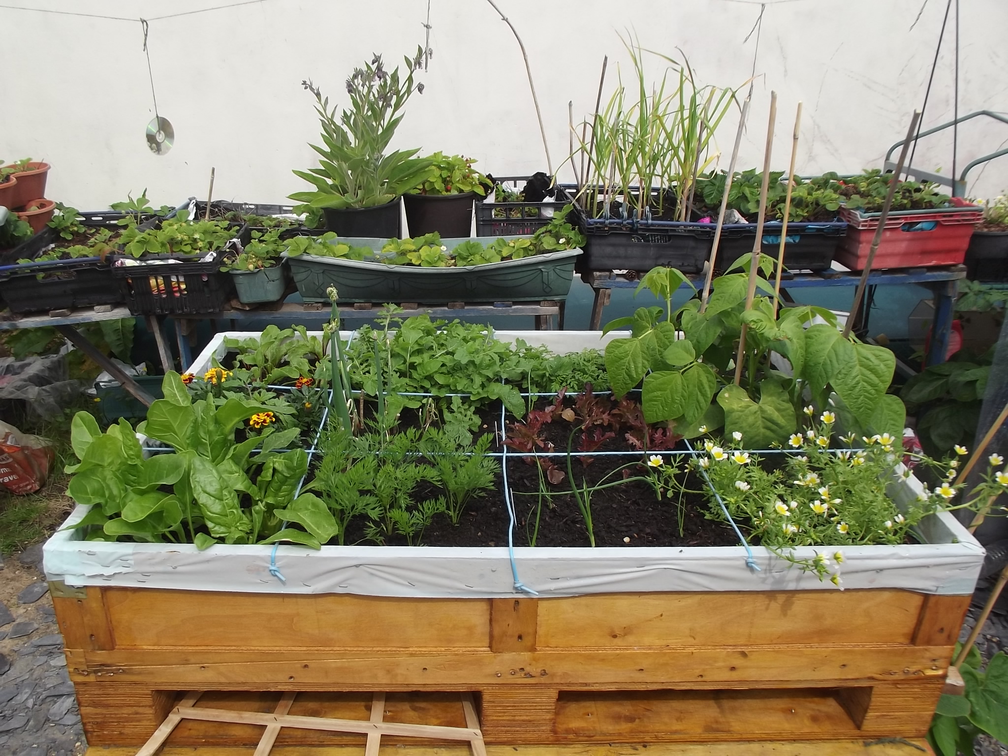 Square Foot Gardening Garden Plants