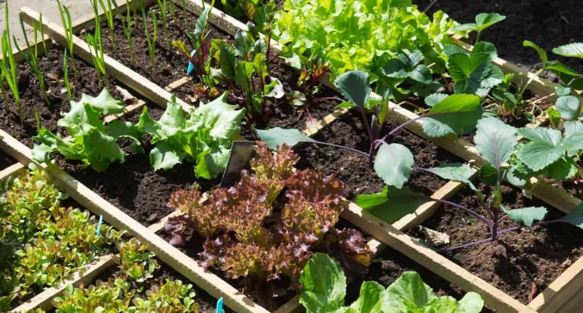 Square Foot Gardening