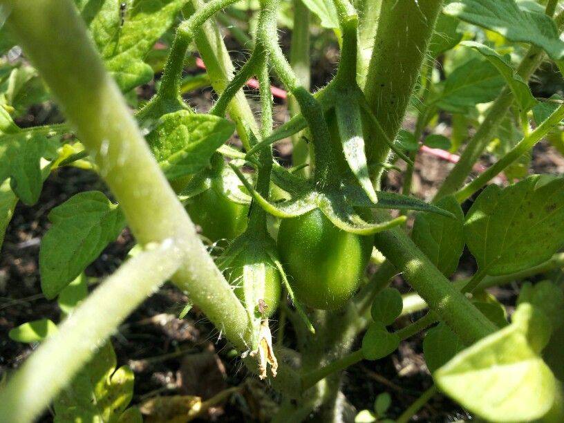 Square Foot Gardening Techniques