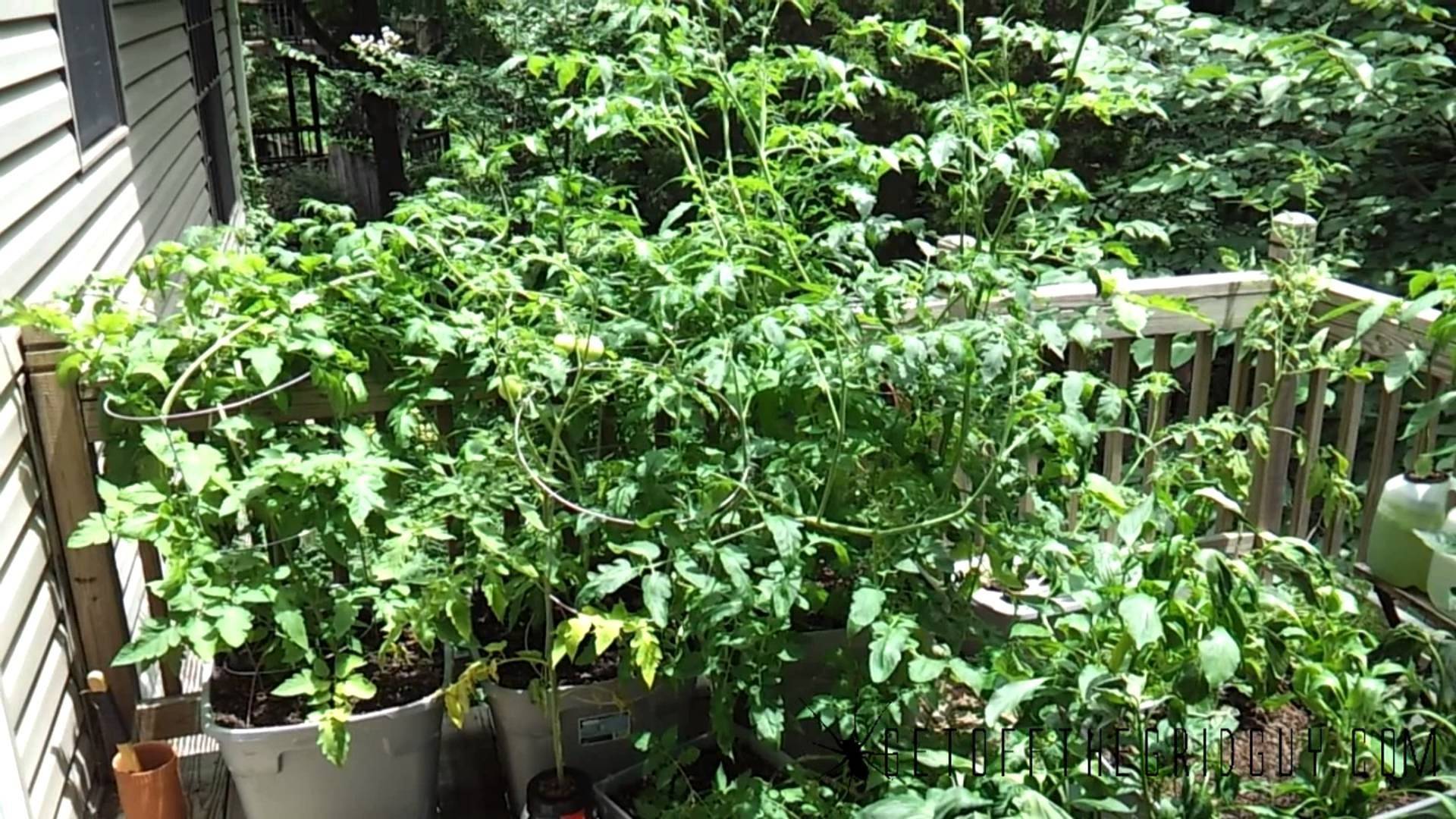 Square Foot Gardening Tomatoes
