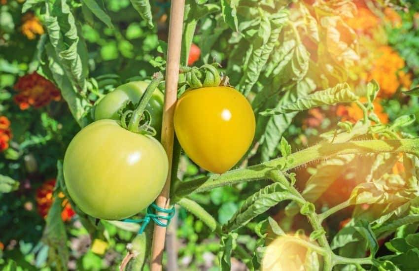 Square Foot Gardening Tomatoes